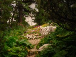 2013-08-18_Regina-F-Rau_Schachen_Alpengarten (621).JPG
